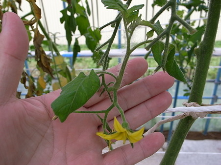 花が