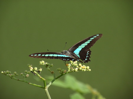 P9265868