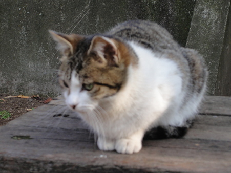 鮫洲神社の猫