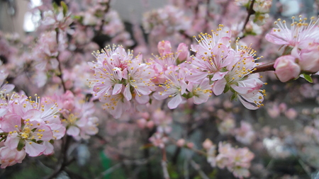錦糸町あたり アップで撮ってみよう。花の形が桜っぽい。