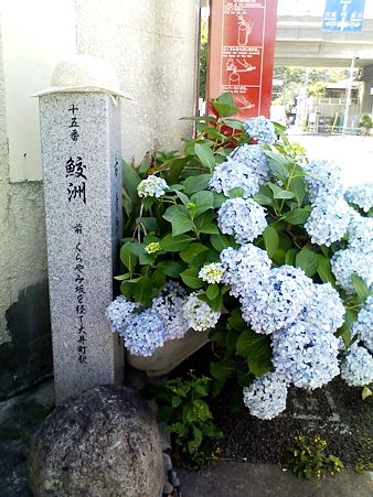 紫陽花ょ、帽子を忘れた娘にここだと知らせてやってくれ。