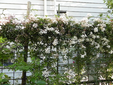 庭では 羽衣ジャスミンが開花 お花とワンコたち とハンドメイド 楽天ブログ