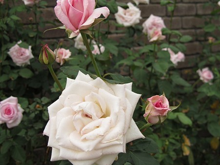 sIMG_1213