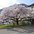 2011年桜