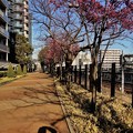2020　梅・早咲桜の写真たち