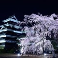 松本城ライトアップ 夜桜