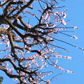Photos: 桜の香りがしたから見上げて...